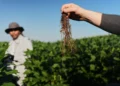 Scientists Test Deep-Rooted Soybeans to Improve Climate Resilience and Store More Carbon