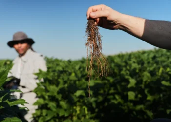 Scientists Test Deep-Rooted Soybeans to Improve Climate Resilience and Store More Carbon