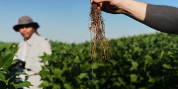 Scientists Test Deep-Rooted Soybeans to Improve Climate Resilience and Store More Carbon