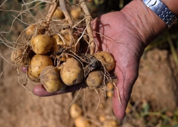 Europe Faces Major Potato Supply Pressure After Heatwaves and Drought Cut Harvest Prospects