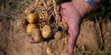 Europe Faces Major Potato Supply Pressure After Heatwaves and Drought Cut Harvest Prospects